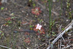 Drosera spilos