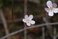 Drosera spilos