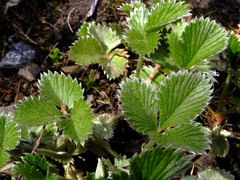 Potentilla nepalensis