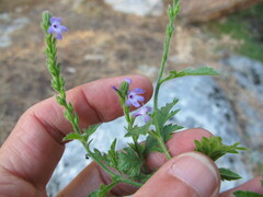 Verbena lasiostachys