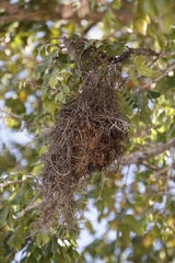 Anaplectes rubriceps rubriceps