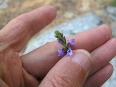 Verbena lasiostachys