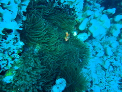 Amphiprion barberi