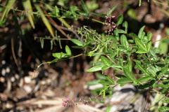 Desmodium incanum