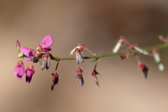 Desmodium incanum