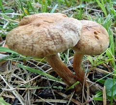 Inocybe dulcamara