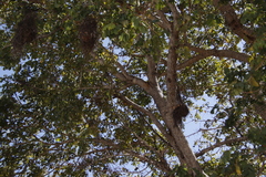 Anaplectes rubriceps rubriceps