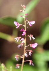 Desmodium incanum