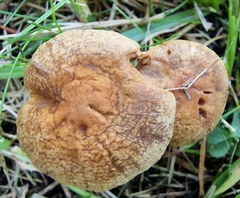 Inocybe dulcamara