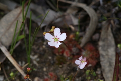 Drosera spilos