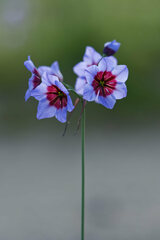 Leucocoryne purpurea