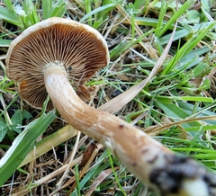 Inocybe dulcamara