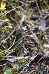 Micranthes foliolosa