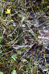 Micranthes foliolosa