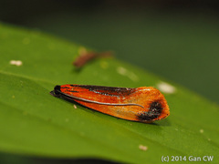 Coryptilum klugii