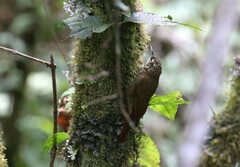 Xiphorhynchus triangularis