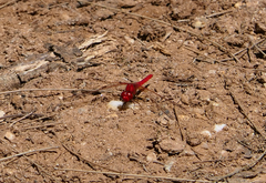 Diplacodes haematodes