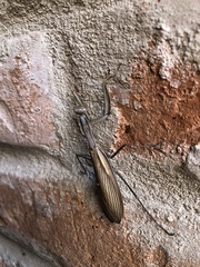 Mantis religiosa