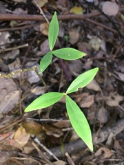 Wikstroemia indica