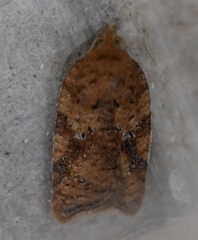 Acleris stadiana
