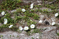 Ipomoea imperati