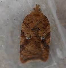 Acleris stadiana