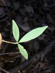 Wikstroemia indica