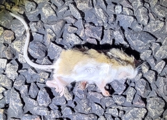 Perognathinae