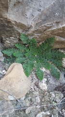 Selaginella lepidophylla
