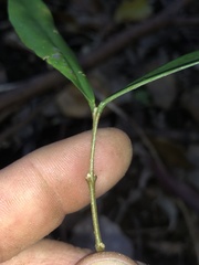 Wikstroemia indica