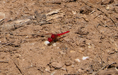 Diplacodes haematodes
