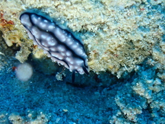 Phyllidiella