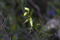 Drosera subhirtella