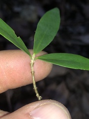Wikstroemia indica