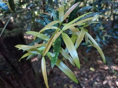 Podocarpus elatus