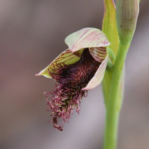 Image of Calochilus stramenicola by (c) Hugo Innes, some rights reserved (CC BY)