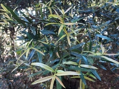 Podocarpus elatus