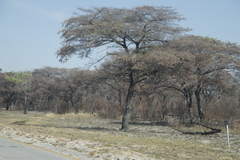 Combretum
