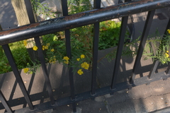 Erysimum cheiranthoides