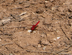 Diplacodes haematodes
