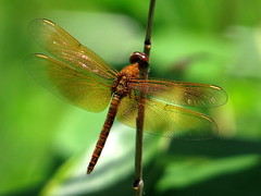 Neurothemis fluctuans