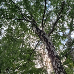 Betula pendula