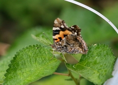 Vanessa indica