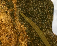 Macrobdella