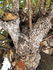 Eriococcus lagerstroemiae