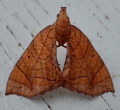 Eulithis diversilineata