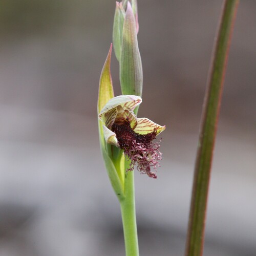 Image of Calochilus stramenicola by (c) Hugo Innes, some rights reserved (CC BY)