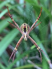 Argiope keyserlingi