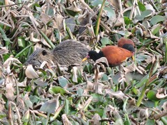 Jacana jacana