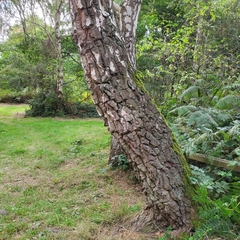 Betula pendula